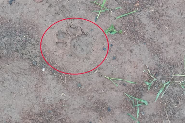 Leopard Footprints