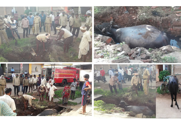 Buffalo fall into a dainage- rescued by firefighters