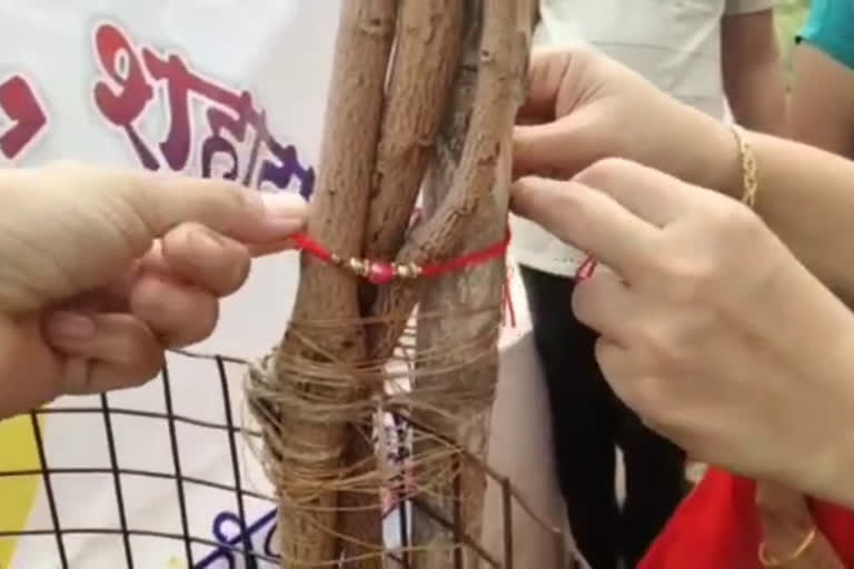 Celebrated Rakshabandhan by tying rakhi to trees in nandurbar