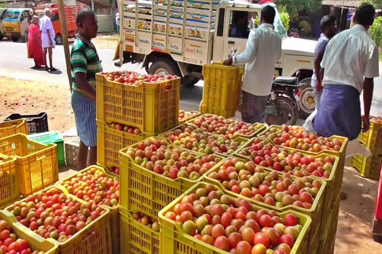 பாலக்கோடு மார்கெட்டில் விலை குறைந்த தக்காளி