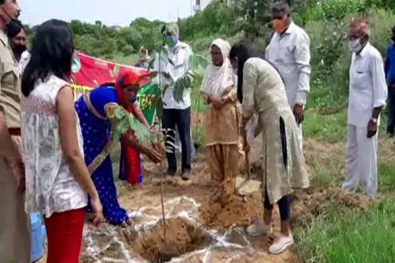 plantation on occasion of raksha bandhan