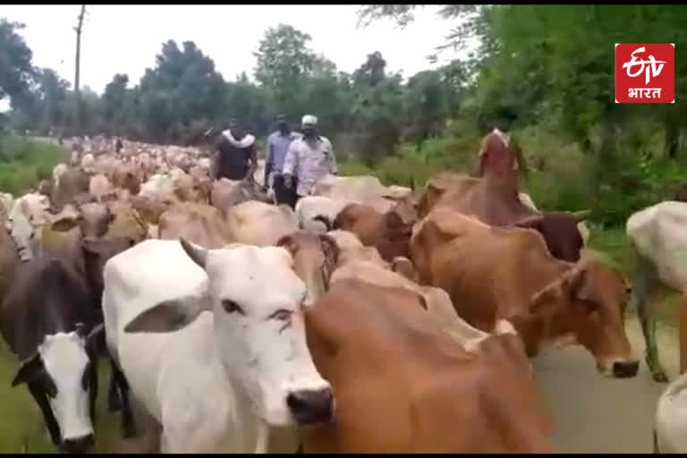 Madhya Pradesh and Maharashtra police release 285 animals in gondia