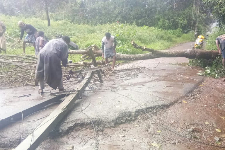 falling tree in Idukki  ഇടുക്കി  വ്യാപകമായ വൈദ്യുതി തടസം