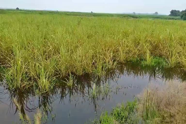 River Ganga water in the sugarcane field