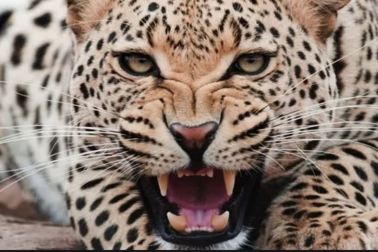 leopard