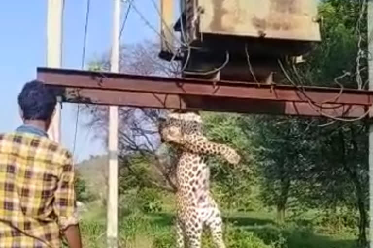 Leopard, peacock electrocuted