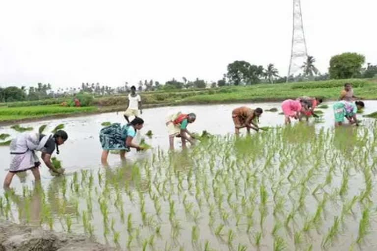 farm sector to cushion COVID-19 impact on economy