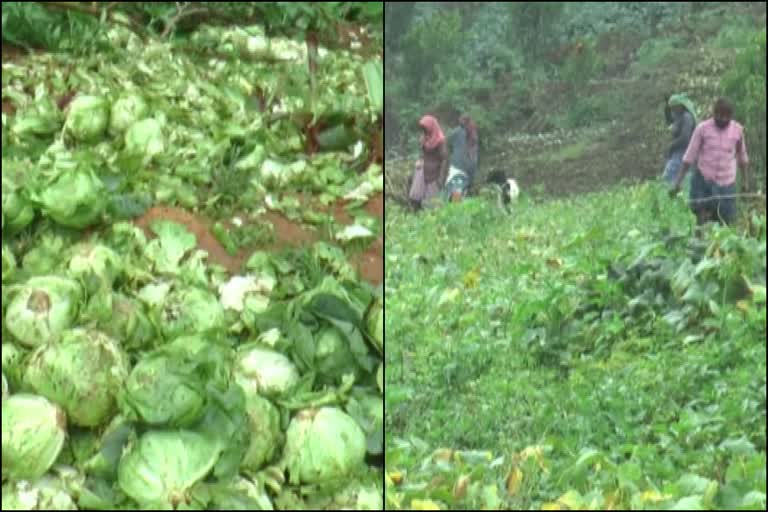 Farmers in Vattavada in trouble  Farmers news  idukki news  വട്ടവട കര്‍ഷകര്‍  ഇടുക്കി വാര്‍ത്തകള്‍  കര്‍ഷകരുടെ പ്രശ്‌നങ്ങള്‍