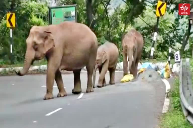 உணவு மற்றும் தண்ணீருக்காக குட்டியுடன் சாலையை கடக்கும் காட்டுயானைகள்