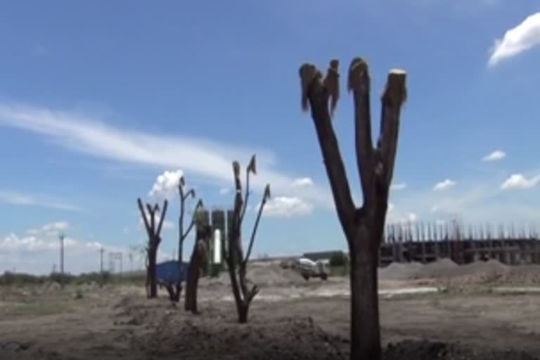 trees-uprooted-and-transplanted-for-hospital-expansion