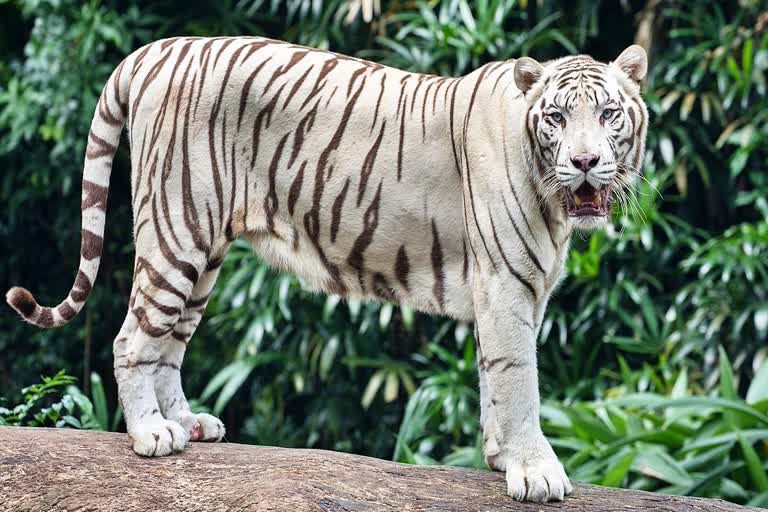 Tiger dies due to creatinine increase, White Tiger raja dies