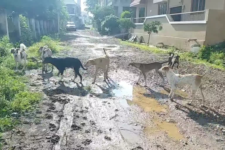 Stray Dogs