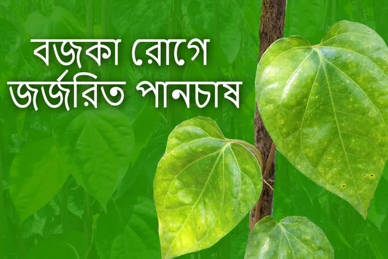 নওদা