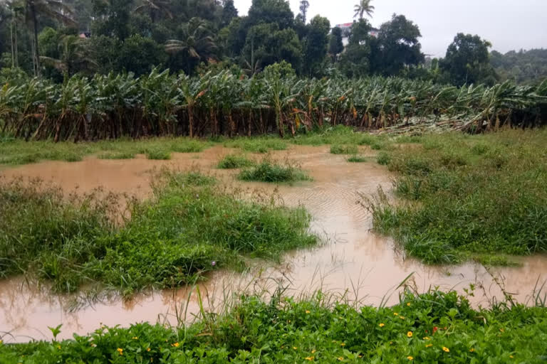 ain and wind  Widespread damage  മഴ  കാറ്റ്  വ്യാപാക നാശം  വ്യാപാക കൃഷി നാശം  ഹൈറേഞ്ച്