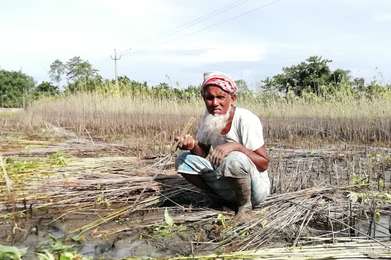 মৰাপাট খেতিয়ক