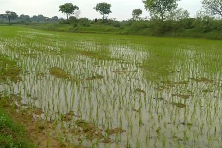 average rain in saraikela