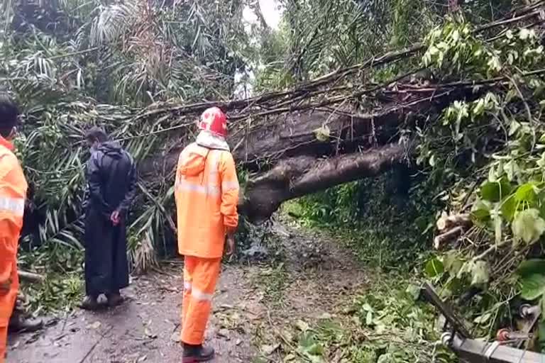 കൊച്ചി-ധനുഷ് കോടി ദേശീയപാത  കനത്ത കാറ്റില്‍ ഗതാഗത തടസം  കോതമംഗലം ഫയർഫോഴ്‌സ്  kochi dhanushkodi  kochi dhanushkodi national highway