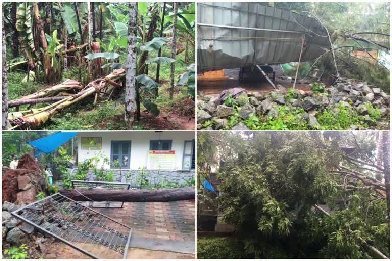 heavy rain at panoor  മഴ കനക്കുന്നു  പാനൂരിൽ മരങ്ങൾ