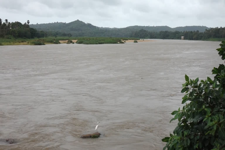 pattambi  BHARATAPUZHA  THOOTHAPUZHA  തൂതപ്പുഴ  ഭാരതപുഴ  കനത്ത മഴ  പുഴ