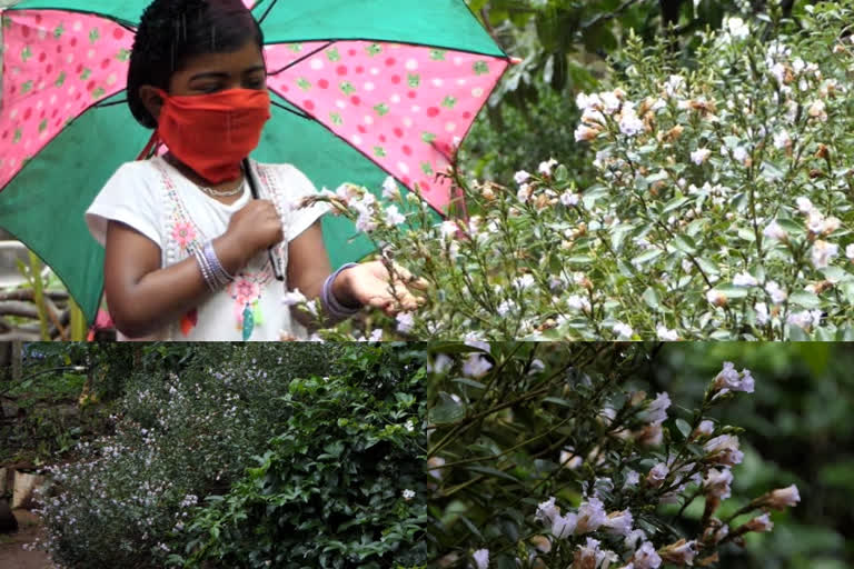 ഇടുക്കി നീലക്കുറിഞ്ഞി  വീട്ട് മുറ്റത്ത് നീലക്കുറിഞ്ഞി  കുറിഞ്ഞി പൂക്കാലം  ഇടുക്കി ശാന്തമ്പാറ പഞ്ചായത്ത്  idukki shanthampara panchayat news  idukki neelakurinji news  neelakurinji in front of house