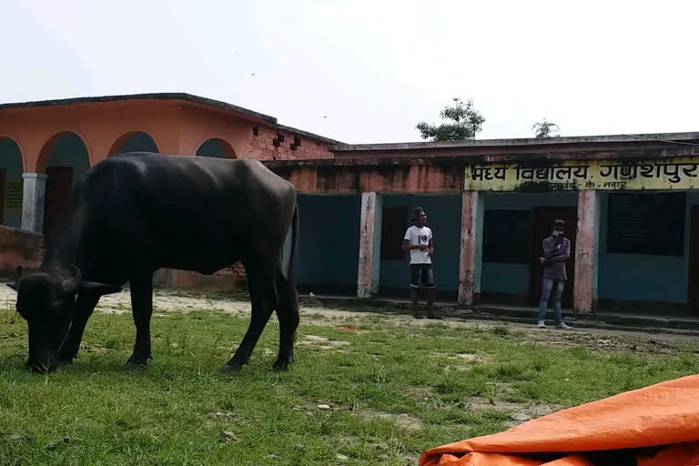 गौशाला में तब्दील हुआ स्कूल