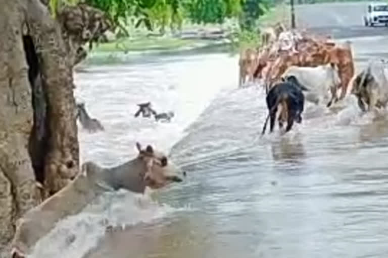 More than 10 cattle flow into  drain