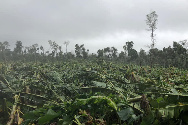 banana trees