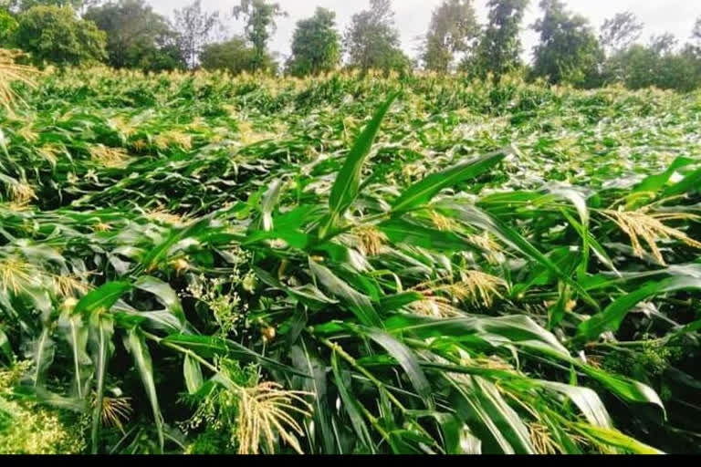 Heavy rain in hassan district