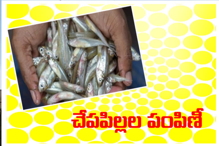 Distribution of free fish to be started in the TS