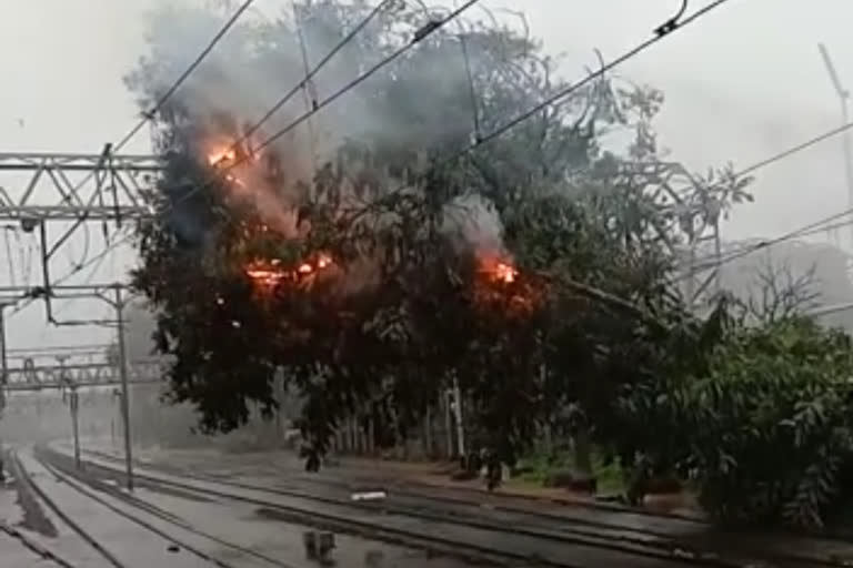 fall of a tree on the power line