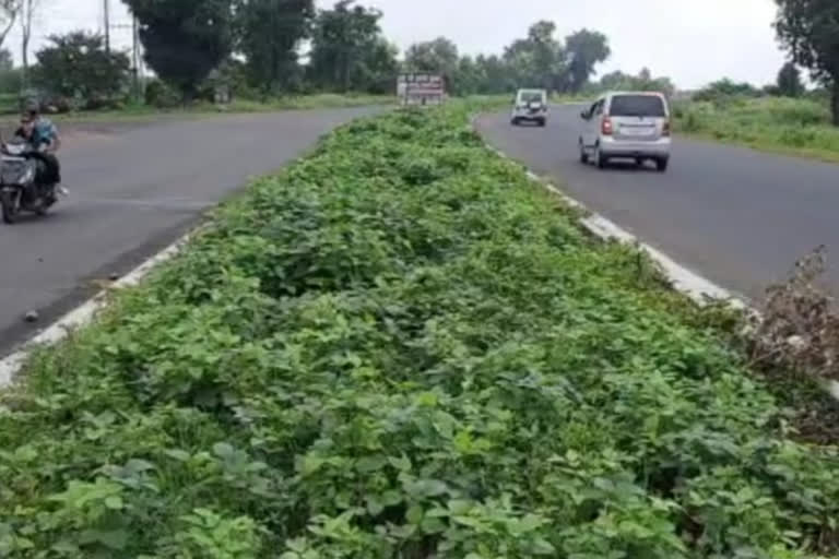 Soybean crop