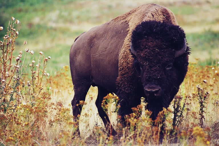 bison