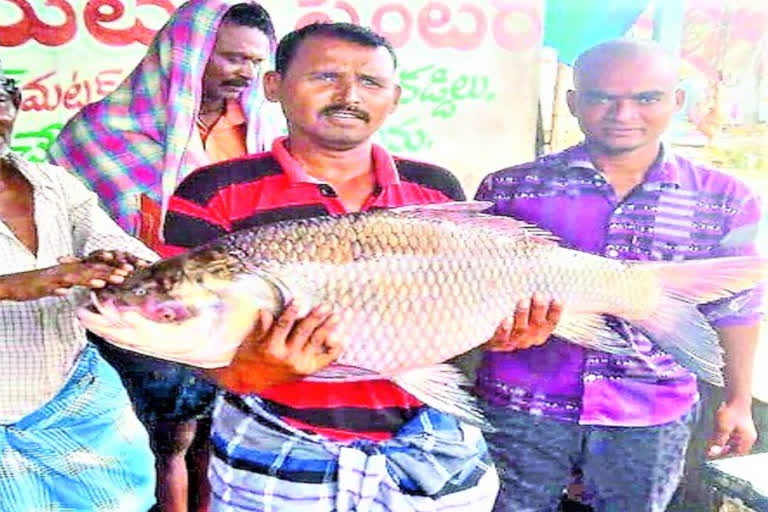 తుంగభద్ర నదిలో జాలర్లకు చిక్కిన భారీ మీనాలు