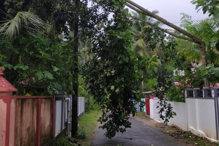 Widespread damage  Thiruvalla taluk  strong winds  ശക്തമായ കാറ്റ്  തിരുവല്ല  തിരുവല്ല താലൂക്കില്‍ വ്യാപക നാശം  ശക്തമായ കാറ്റ്