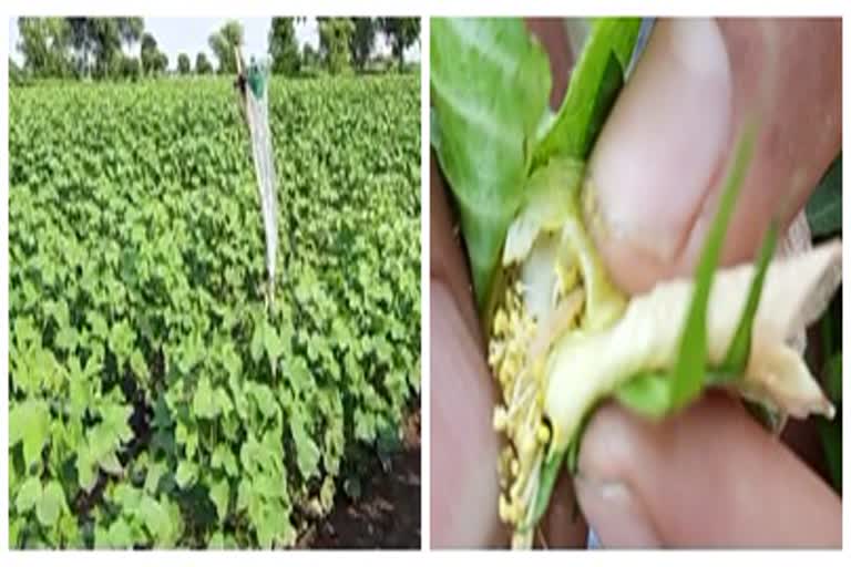 Crisis of bollworm on cotton now after moog; farmers in crisis again