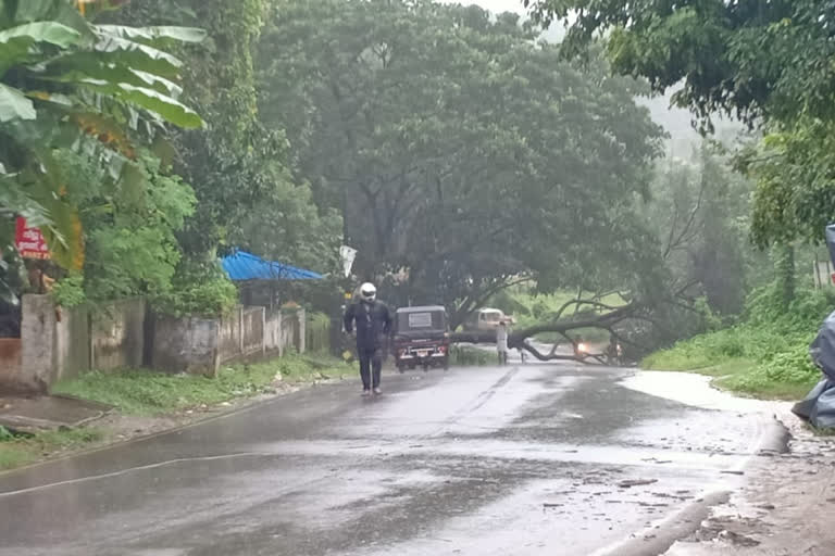 NATURAL DISASTER PATTAMBI  heavy rain palakkadu  heavy rain  NATURAL DISASTER PATTAMBI  NATURAL DISASTER  PATTAMBI  പട്ടാമ്പി - ചെർപ്പുളശ്ശേരി റോഡ്  മരം കടപുഴകി വീണ് ഗതാഗതം തടസ്സപ്പെട്ടു  മരം കടപുഴകി വീണു  ഗതാഗതം തടസ്സപ്പെട്ടു  palakkadu