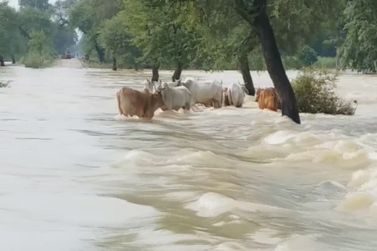 राप्ती नदी में कटान