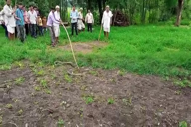 rescue of 10 feet python