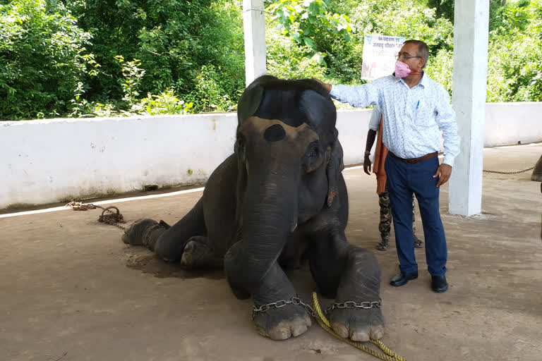 3 Day Rejuvenation Camp for Pet Elephants in latehar