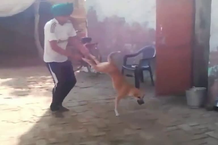 stray dog beaten brutally in charkhi dadri