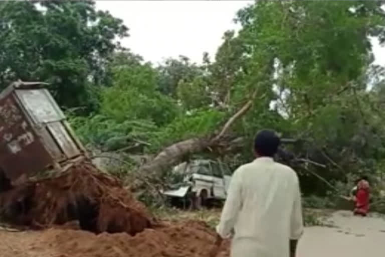 tree fallen near phc centre at kalyanadurgam