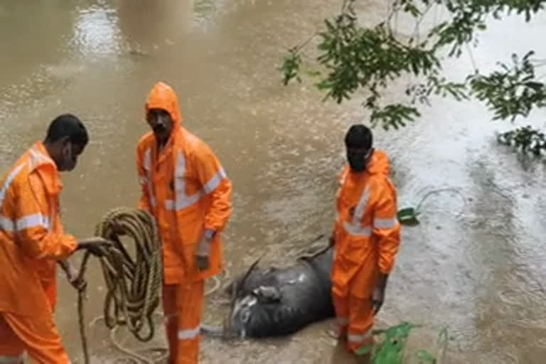 heavy rain news  elephant news  കനത്ത മഴ വാര്‍ത്ത  ആന വാര്‍ത്ത