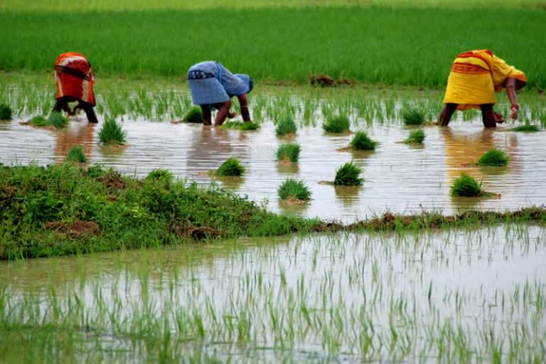 five center of excellence in agriculture sector