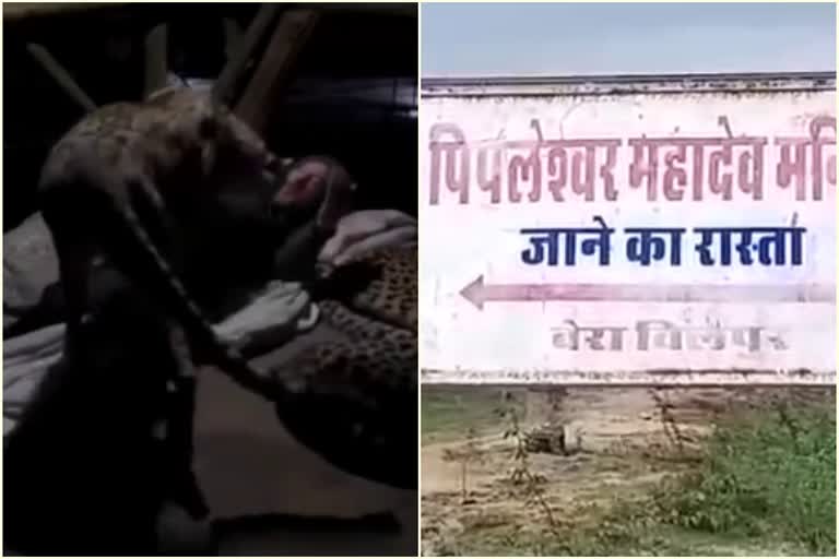 Sirohi Panther Viral Video, सिरोही पैंथर वायरल वीडियो