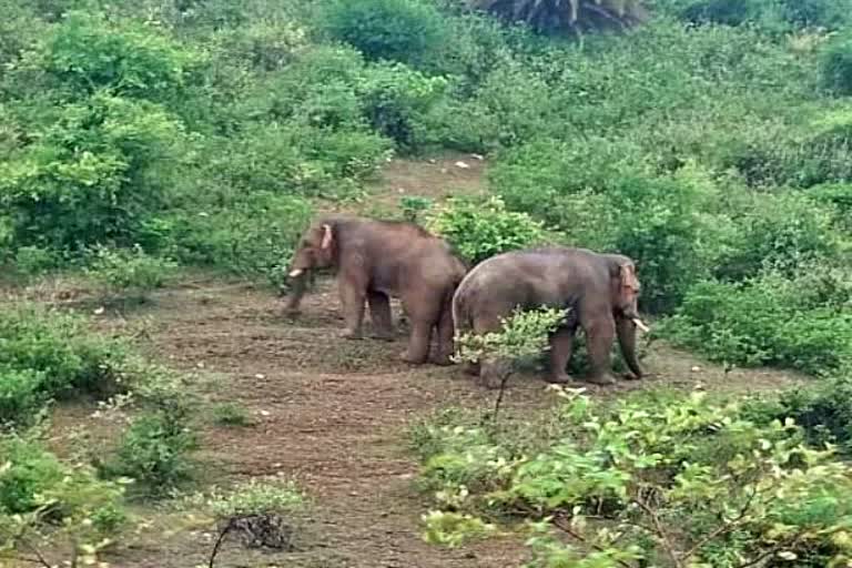 Elephants continue ragging in Giridih