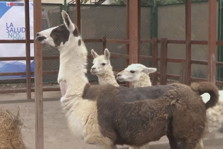 Researchers study llamas antibodies to fight virus