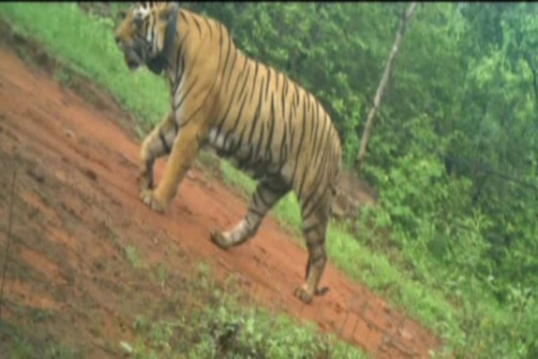 Ramganjmandi news, Cubs of MT-2 missing, Forest departmen