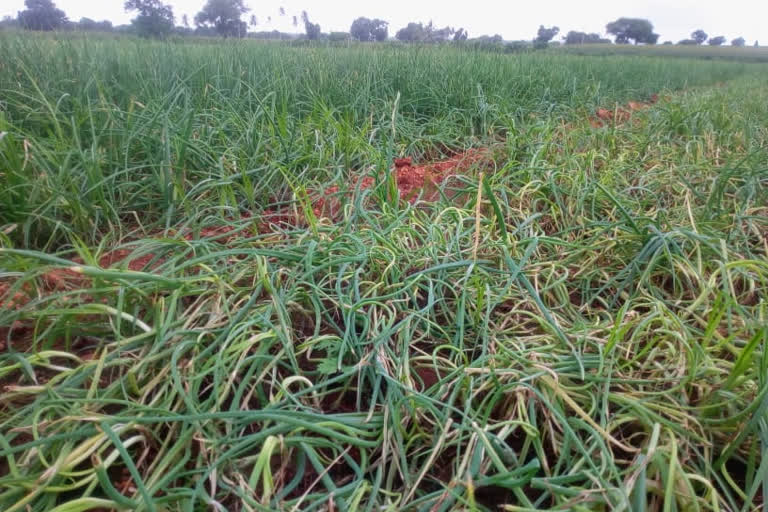 Onion crop loss in Bellary