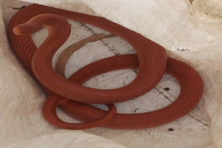 haldwani rare snake