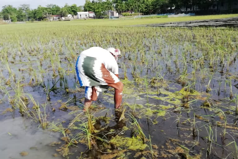 বানত জুৰুলা কৃষকৰ জীৱন